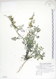 中文名:彎果黃菫(S084290)學名:Corydalis ophiocarpa Hook. f. & Thoms.(S084290)中文別名:蛇果紫菫
