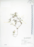 中文名:台灣黃菫(S001781)學名:Corydalis tashiroi Makino(S001781)中文別名:臺灣黃菫