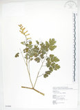 中文名:台灣黃菫(S054890)學名:Corydalis tashiroi Makino(S054890)中文別名:臺灣黃菫