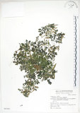 中文名:台灣黃菫(S067693)學名:Corydalis tashiroi Makino(S067693)中文別名:臺灣黃菫