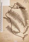 中文名:芒萁(P007336)學名:Dicranopteris linearis (Burm. f.) Under.(P007336)