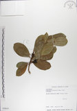 中文名:呂宋毛蕊木(S030619)學名:Gomphandra luzoniensis (Merr.) Merr.(S030619)