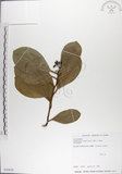 中文名:呂宋毛蕊木(S030620)學名:Gomphandra luzoniensis (Merr.) Merr.(S030620)