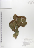 中文名:呂宋毛蕊木(S042990)學名:Gomphandra luzoniensis (Merr.) Merr.(S042990)