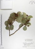 中文名:呂宋毛蕊木(S042996)學名:Gomphandra luzoniensis (Merr.) Merr.(S042996)