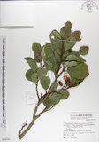 中文名:呂宋毛蕊木(S074945)學名:Gomphandra luzoniensis (Merr.) Merr.(S074945)
