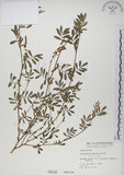 中文名:穗花木藍(S000236)學名:Indigofera spicata Forsk.(S000236)