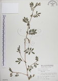 中文名:穗花木藍(S014301)學名:Indigofera spicata Forsk.(S014301)