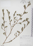 中文名:穗花木藍(S016549)學名:Indigofera spicata Forsk.(S016549)