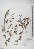 中文名:穗花木藍(S078227)學名:Indigofera spicata Forsk.(S078227)