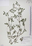 中文名:穗花木藍(S085824)學名:Indigofera spicata Forsk.(S085824)