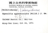 中文名:刺蕨(P000581)