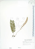 中文名:刺蕨(P000581)學名:Egenolfia appendiculata (Willd.) J. Sm.(P000581)