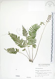 中文名:刺蕨(P000583)學名:Egenolfia appendiculata (Willd.) J. Sm.(P000583)