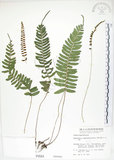 中文名:刺蕨(P000584)學名:Egenolfia appendiculata (Willd.) J. Sm.(P000584)
