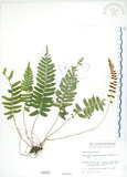中文名:刺蕨(P000585)學名:Egenolfia appendiculata (Willd.) J. Sm.(P000585)