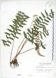 中文名:刺蕨(P000586)學名:Egenolfia appendiculata (Willd.) J. Sm.(P000586)