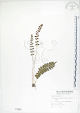 中文名:刺蕨(P001629)學名:Egenolfia appendiculata (Willd.) J. Sm.(P001629)