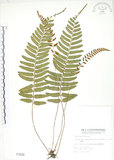 中文名:刺蕨(P001632)學名:Egenolfia appendiculata (Willd.) J. Sm.(P001632)