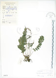 中文名:刺蕨(P004472)學名:Egenolfia appendiculata (Willd.) J. Sm.(P004472)