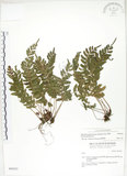 中文名:刺蕨(P004521)學名:Egenolfia appendiculata (Willd.) J. Sm.(P004521)