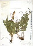 中文名:刺蕨(P005228)學名:Egenolfia appendiculata (Willd.) J. Sm.(P005228)