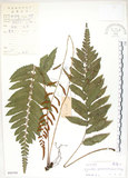 中文名:刺蕨(P005550)學名:Egenolfia appendiculata (Willd.) J. Sm.(P005550)