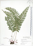 中文名:刺蕨(P006624)學名:Egenolfia appendiculata (Willd.) J. Sm.(P006624)