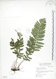 中文名:刺蕨(P006702)學名:Egenolfia appendiculata (Willd.) J. Sm.(P006702)