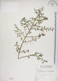 中文名:恆春金午時花(S001250)學名:Sida rhombifolia L. subsp. insularis (Hatusima) Hatusima(S001250)
