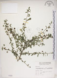 中文名:恆春金午時花(S001251)學名:Sida rhombifolia L. subsp. insularis (Hatusima) Hatusima(S001251)