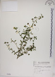 中文名:恆春金午時花(S001252)學名:Sida rhombifolia L. subsp. insularis (Hatusima) Hatusima(S001252)