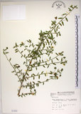 中文名:恆春金午時花(S001253)學名:Sida rhombifolia L. subsp. insularis (Hatusima) Hatusima(S001253)