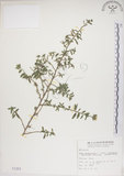 中文名:恆春金午時花(S001254)學名:Sida rhombifolia L. subsp. insularis (Hatusima) Hatusima(S001254)