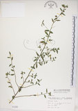 中文名:恆春金午時花(S001255)學名:Sida rhombifolia L. subsp. insularis (Hatusima) Hatusima(S001255)
