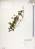中文名:恆春金午時花(S014245)學名:Sida rhombifolia L. subsp. insularis (Hatusima) Hatusima(S014245)
