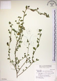 中文名:恆春金午時花(S016920)學名:Sida rhombifolia L. subsp. insularis (Hatusima) Hatusima(S016920)