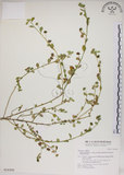 中文名:恆春金午時花(S016992)學名:Sida rhombifolia L. subsp. insularis (Hatusima) Hatusima(S016992)