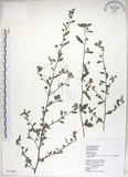 中文名:恆春金午時花(S034504)學名:Sida rhombifolia L. subsp. insularis (Hatusima) Hatusima(S034504)