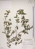 中文名:恆春金午時花(S049806)學名:Sida rhombifolia L. subsp. insularis (Hatusima) Hatusima(S049806)