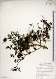 中文名:恆春金午時花(S050120)學名:Sida rhombifolia L. subsp. insularis (Hatusima) Hatusima(S050120)
