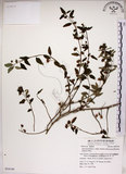 中文名:恆春金午時花(S054144)學名:Sida rhombifolia L. subsp. insularis (Hatusima) Hatusima(S054144)