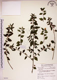 中文名:恆春金午時花(S063255)學名:Sida rhombifolia L. subsp. insularis (Hatusima) Hatusima(S063255)