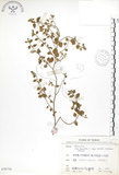 中文名:恆春金午時花(S070716)學名:Sida rhombifolia L. subsp. insularis (Hatusima) Hatusima(S070716)