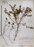 中文名:恆春金午時花(S070773)學名:Sida rhombifolia L. subsp. insularis (Hatusima) Hatusima(S070773)