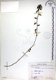 中文名:恆春金午時花(S070867)學名:Sida rhombifolia L. subsp. insularis (Hatusima) Hatusima(S070867)