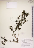 中文名:恆春金午時花(S085362)學名:Sida rhombifolia L. subsp. insularis (Hatusima) Hatusima(S085362)