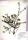 中文名:恆春金午時花(S088110)學名:Sida rhombifolia L. subsp. insularis (Hatusima) Hatusima(S088110)