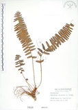 中文名:腎蕨(P000630)學名:Nephrolepis auriculata (L.) Trimen(P000630)中文別名:球蕨英文名:Tuber sword fern
