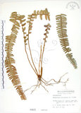 中文名:腎蕨(P000631)學名:Nephrolepis auriculata (L.) Trimen(P000631)中文別名:球蕨英文名:Tuber sword fern